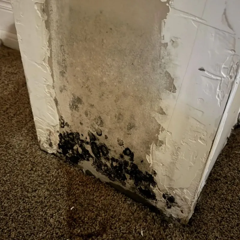 Professional Mold Removal in Sesser, IL